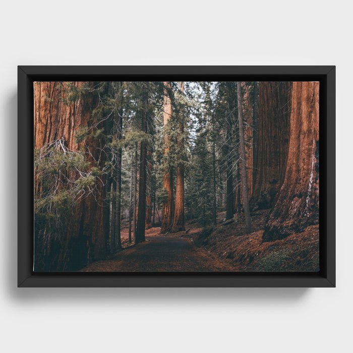 Walking Sequoia Framed Canvas