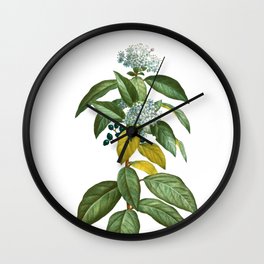 Vintage Laurustinus Botanical Illustration on Pure White Wall Clock