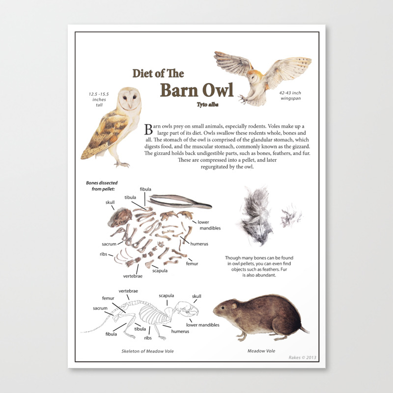 Diet Of The Barn Owl Canvas Print By Laurnie Society6