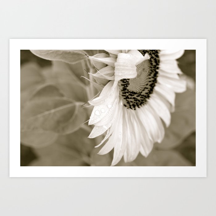 Black and White Sunflower Art Print