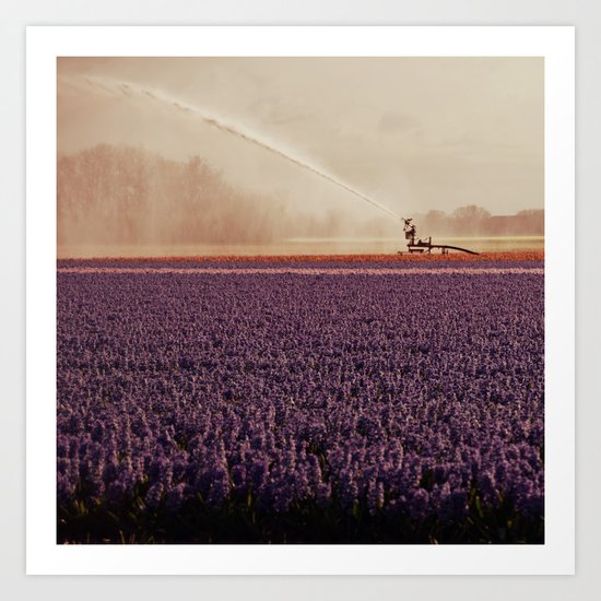 Hyacinth field #3 Art Print