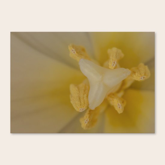 Yella Bella Canvas Print