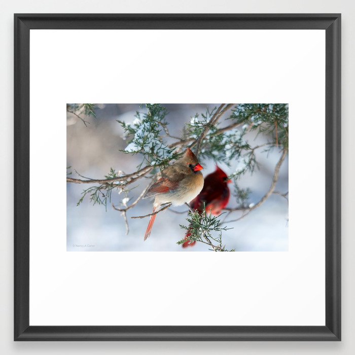 Shining on Her Own: Northern Cardinal Framed Art Print