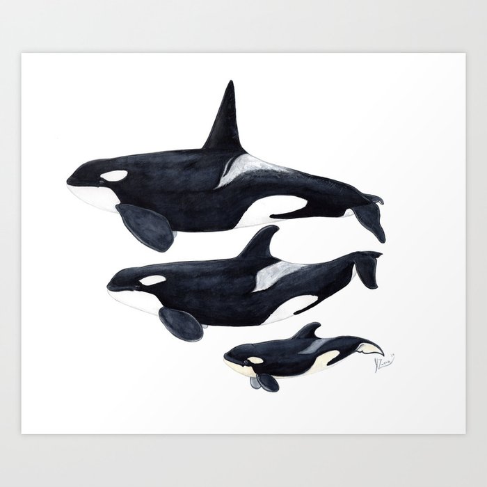 Orca (Orcinus orca) Art Print