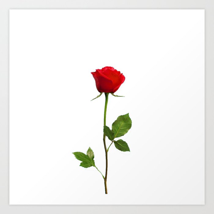 A Red Long Stem Rose Botanical Art Art Print By Sharlesart Society6