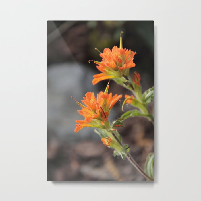 Wild Flower Metal Print