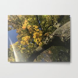 Golden  Metal Print | Eastyork, Nature, Autumnleaves, Autumn, Canada, Photo, Digital, Toronto, Color, Fall 
