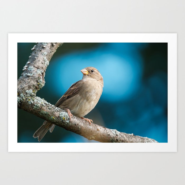 Springtime Sparrow Photograph Art Print