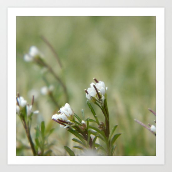 Flowers Art Print