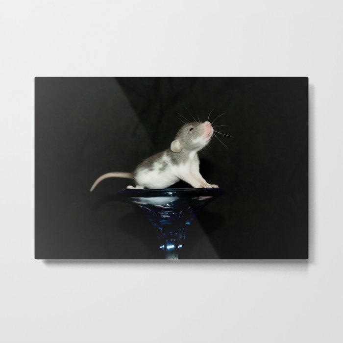 Baby dumbo rat Metal Print