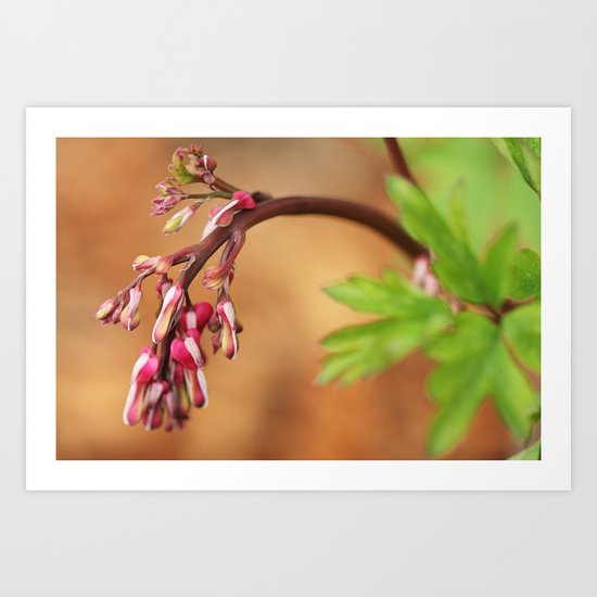 bleeding heart Art Print
