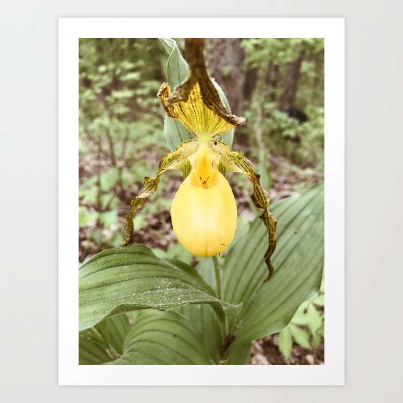 Yellow Lady Slipper Orchid Art Print By Shenamariemosaics Society6