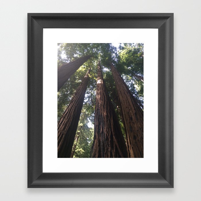Redwoods Framed Art Print