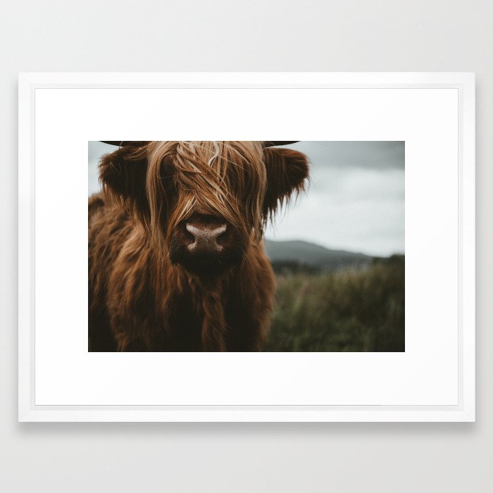 Scottish Highland Cattle Framed Art Print By Regnumsaturni Society6
