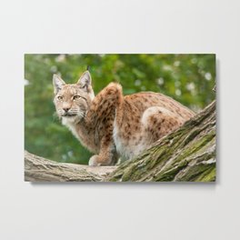 Lynx Metal Print | Natura, Animal, Wildlife, Digital, Photo, Mammal, Nature, Color, Big, Lynx 