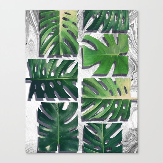 monstera deliciosa Canvas Print