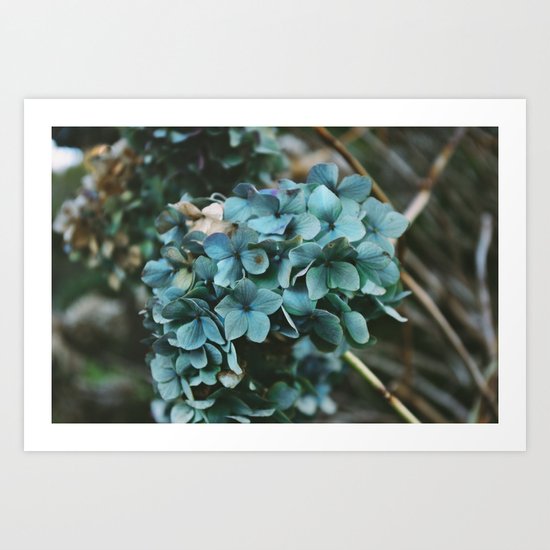 Winter Hydrangea Art Print