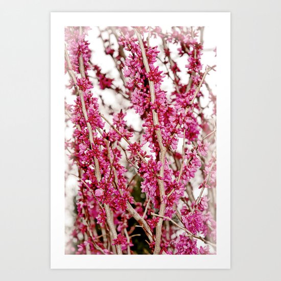 Placid Art Print