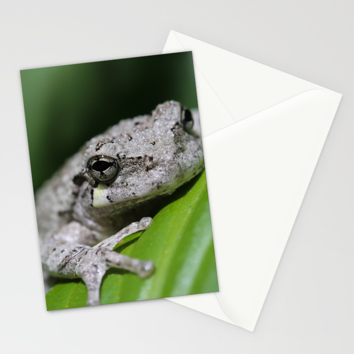 Gray Tree Frog Note Card 