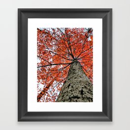 Autumn Maple Nature Photography | Botanical | Tree Art Print Art Print Framed Art Print