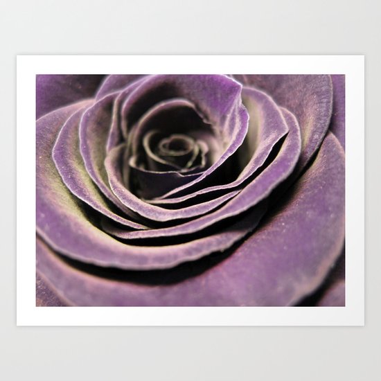 Purple velvet rose Art Print