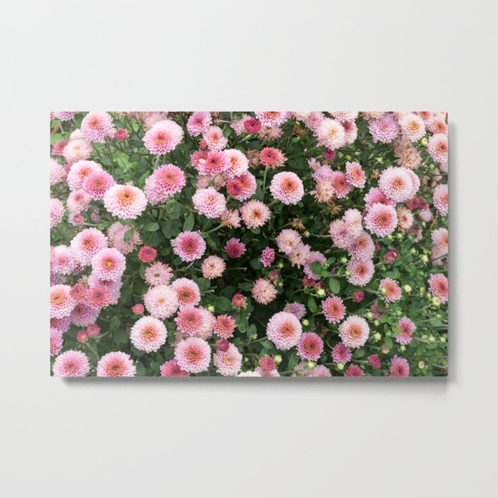 Beautiful Pink Flower Field Shallow Depth Of Field Natural Background With Pink Flowers Pink Chry Metal Print By Photonxt