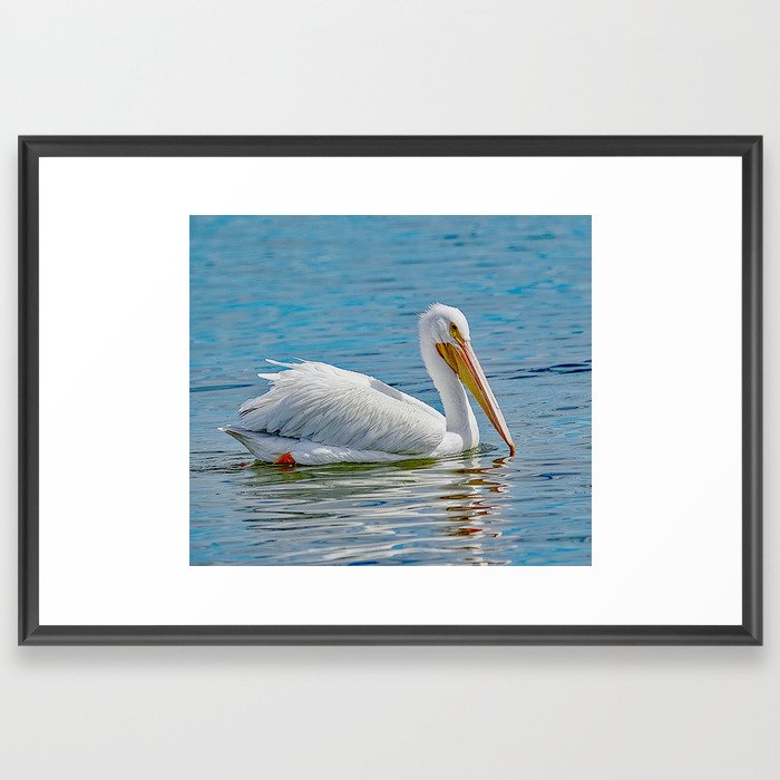 White Pelican Reflection Framed Art Print