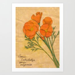 California Poppies Art Print