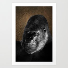 Oumbi The Silverback Gorilla Art Print | Photo, Omnivore, Rare, Primate, Silverback, Silverbackgorilla, Protected, Male, Rawshutterbug, Handsome 