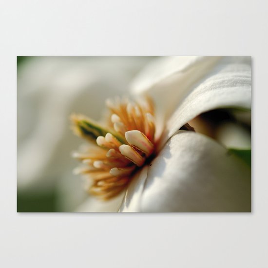 Spring dogwood blossoms Canvas Print