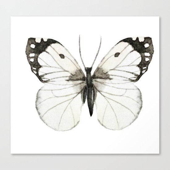 Butterfly 07 Canvas Print