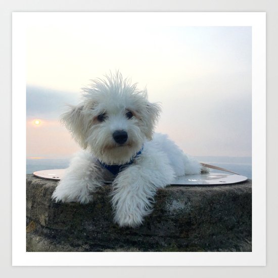 Teddy At Sunset Art Print