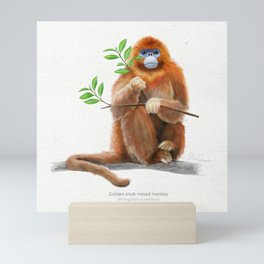 Golden snub-nosed monkey scientific illustration art print Mini Art Print
