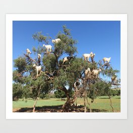 Goats in a tree Art Print