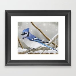 Blue Jay in Winter Framed Art Print