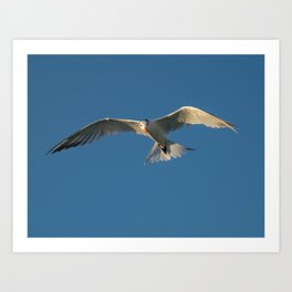 Sequence of Terns 1 of 6 Art Print