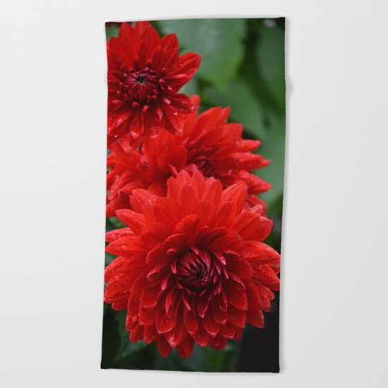 Fresh Rain Drops - Red Dahlia Beach Towel