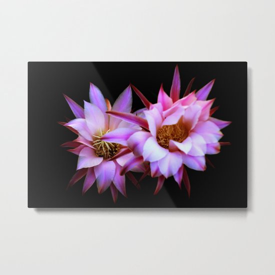 Purple cactus blossom Metal Print