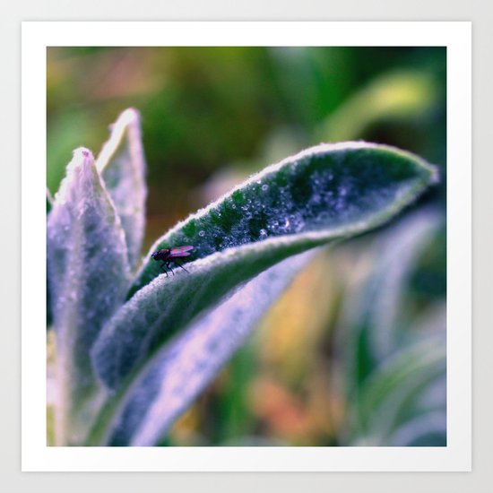 fly on Stachys leaf Photography - Nature - Garden - Plant Art Print