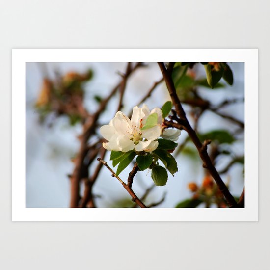 Kirschblüte Art Print