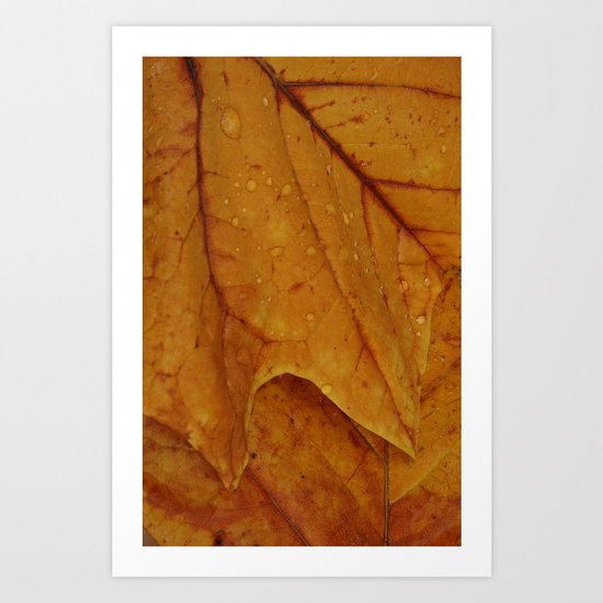 American Tulip Poplar Leaves Art Print