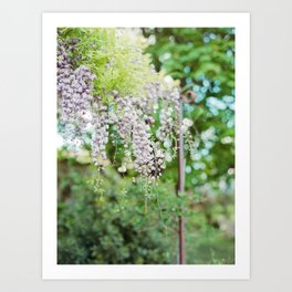 Wisteria Art Print