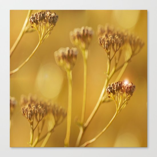 Autumn wildflowers in forest Canvas Print