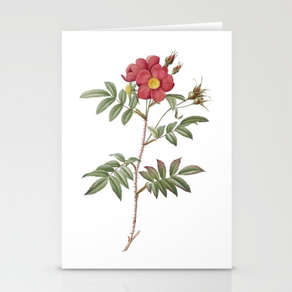 Vintage Rosa Redutea Glauca Botanical Illustration on Pure White Stationery Cards
