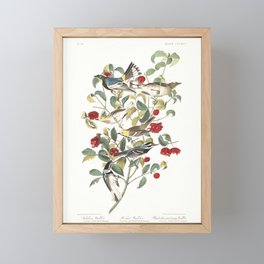Audubon warbler, Birds of America, Audubon Plate 395 Framed Mini Art Print