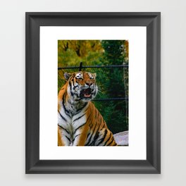 Amur Tiger Roaring Framed Art Print