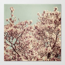 vintage magnolia Canvas Print