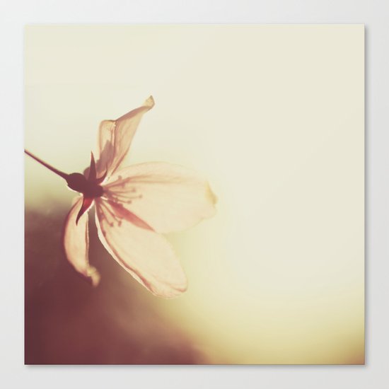 blossoms morning light Canvas Print