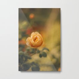 Golden yellow rose | Flower photography | Floral photography Metal Print