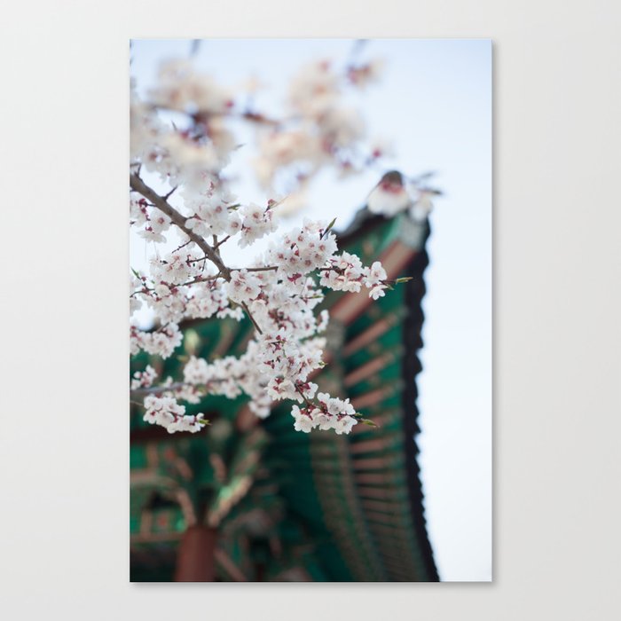 Blossoms Near the Bell, Seoul Korea Canvas Print